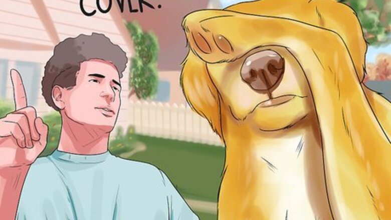 How to Teach Your Dog to Play Shy