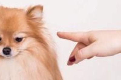 Stop Your Furry Friend From Destructive Chewing Behaviour