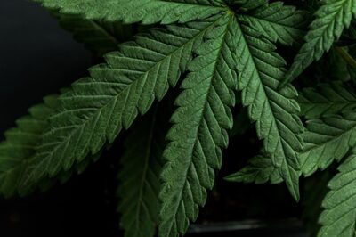 UP: Two Arrested With Cannabis Worth Rs 1.25 Crore in Mirzapur