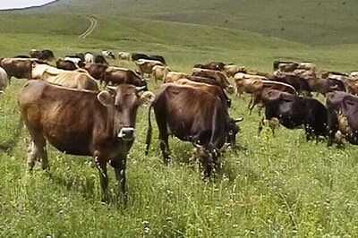 J&K government formulates plan to make cattle feed available