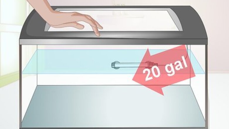 How to Breed Convict Cichlids