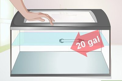 How to Breed Convict Cichlids