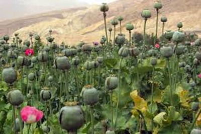 Sona Ram Choudhary seeks opium high to attract voters