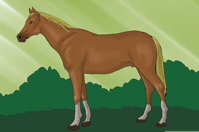 How to Sell a Thoroughbred Horse