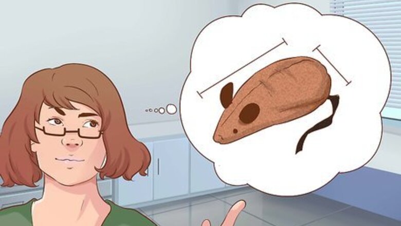 How to Train Your Cat to Fetch a Toy Mouse