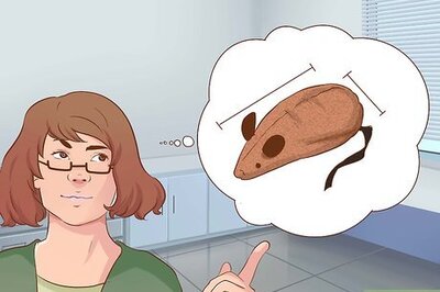 How to Train Your Cat to Fetch a Toy Mouse