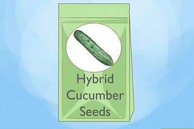 How to Grow Cucumbers Indoors