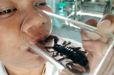 Scorpion on plane, pantful of pain