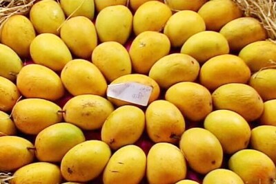 Artificially ripened Alphonso mangoes destroyed by FDA