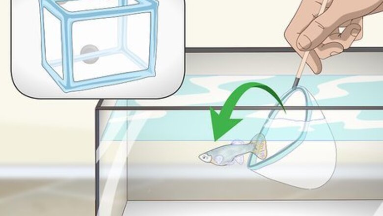 How to Care for Baby Guppies
