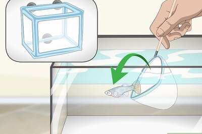 How to Care for Baby Guppies