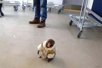 Coat-wearing monkey caught outside Toronto store