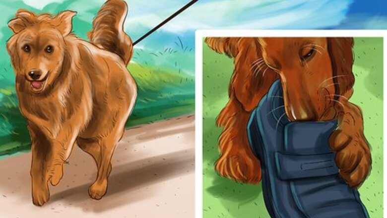 How to Care for an Irish Setter
