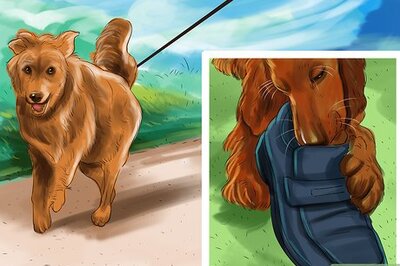 How to Care for an Irish Setter