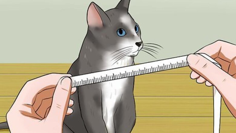 How to Measure Clothing for Your Cat