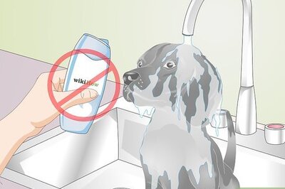 How to Soothe Dry Skin and Coats in Older Dogs