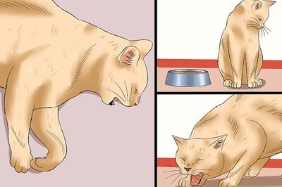 How to Tell if a Cat Has Rabies