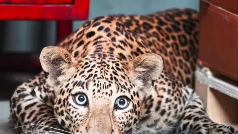 Viral Video Shows Leopard Near Mumbai Housing Society; Patrolling On, Says Forest Department