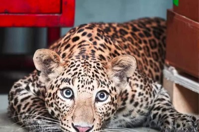 Viral Video Shows Leopard Near Mumbai Housing Society; Patrolling On, Says Forest Department