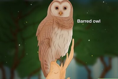 Nighttime Chirping: Why Do Birds Do It?