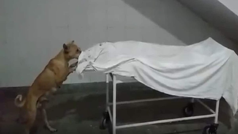 Video of Dog Licking Girl's Body at UP Hospital Surfaces; 2 Employees Suspended