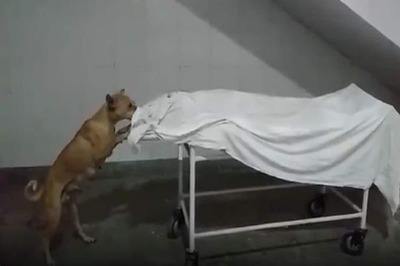 Video of Dog Licking Girl's Body at UP Hospital Surfaces; 2 Employees Suspended