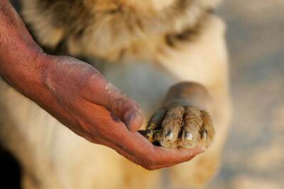 Curious Canine Hailed as Hero After Saving Baby Allegedly Buried by Teenage Mom in Thailand
