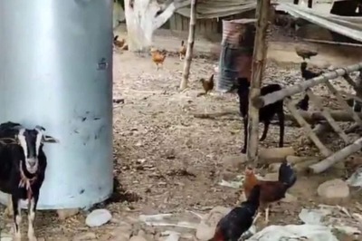 How Bihar's Agnesish Murmu Found Success In Desi Poultry And Goat Farming