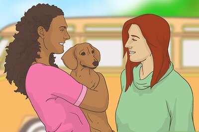 How to Handle Holiday Travel with Your Pet