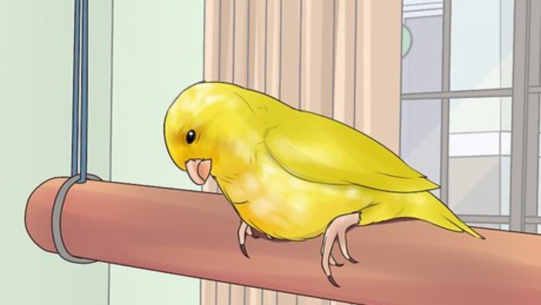 How to Spot Signs of Illness in a Canary