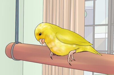 How to Spot Signs of Illness in a Canary
