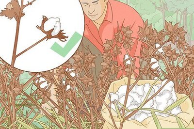How to Harvest Cotton