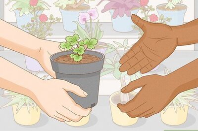 How to Grow Strawberries