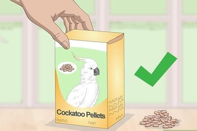 How to Feed a Cockatoo