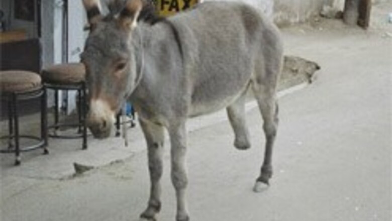 Donkeys tie the knot to please gods