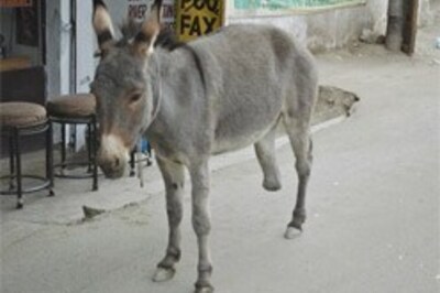 Donkeys tie the knot to please gods
