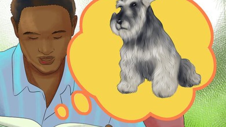How to Adopt a Schnauzer