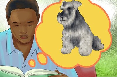 How to Adopt a Schnauzer