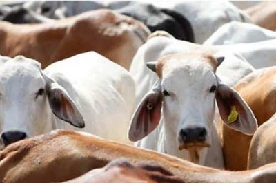 SC Refuses to Entertain Plea Seeking Directions for Artificial Insemination of Indigenous Cows with Semen of Home Bred Bulls