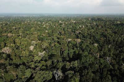 Some Amazon Villagers Eschew Drugs for Covid-19, Take 'Toothache Plant' Herbal Tea
