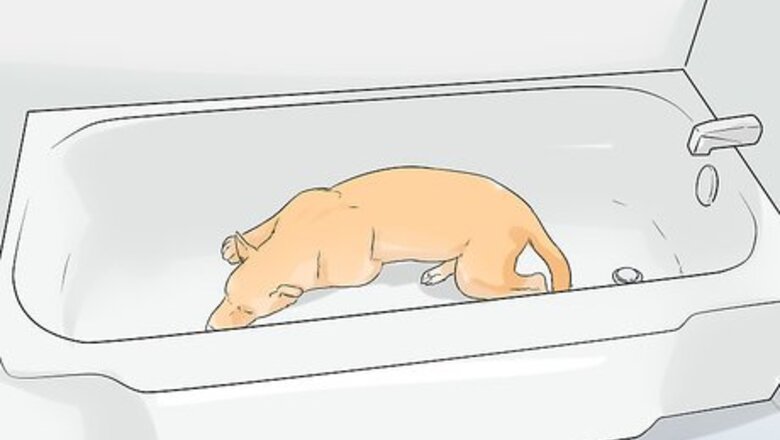 How to Help a Dog Scared of Thunder