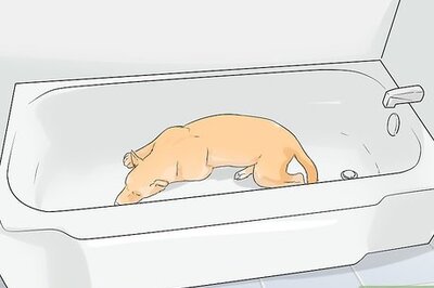 How to Help a Dog Scared of Thunder