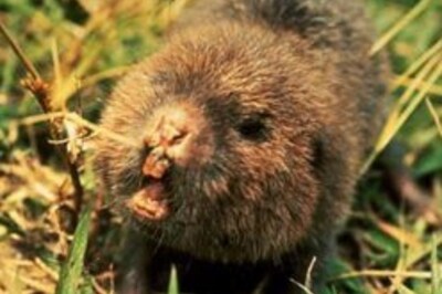 Army gets bamboo-ed in rat race