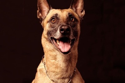 Kolkata Police Force Will Now Induct Same Dog Breed 'Belgian Malinois' That Helped Track Osama Bin Laden