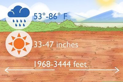 How to Grow a Sandalwood Tree