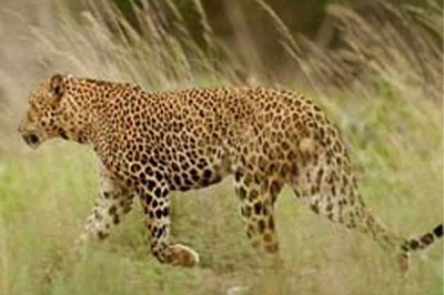 Leopard enters IIT Bombay campus
