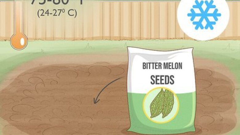 How to Plant Bitter Melon