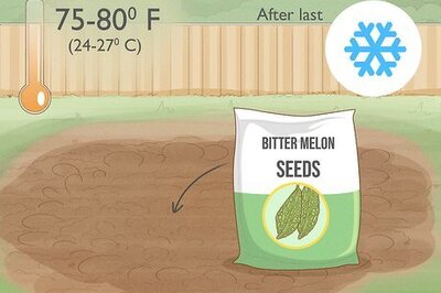 How to Plant Bitter Melon