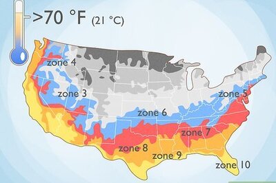 How to Grow Caladiums
