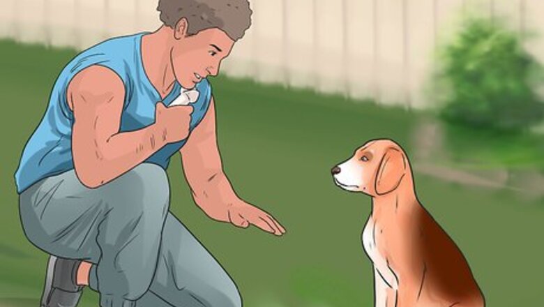 How to Train Great Danes